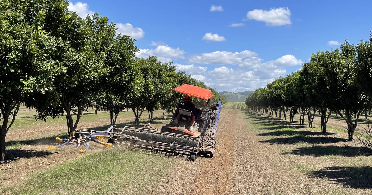 US opens door to roasted macadamia nut in shell as industry eager for new customers | Queensland Country Life