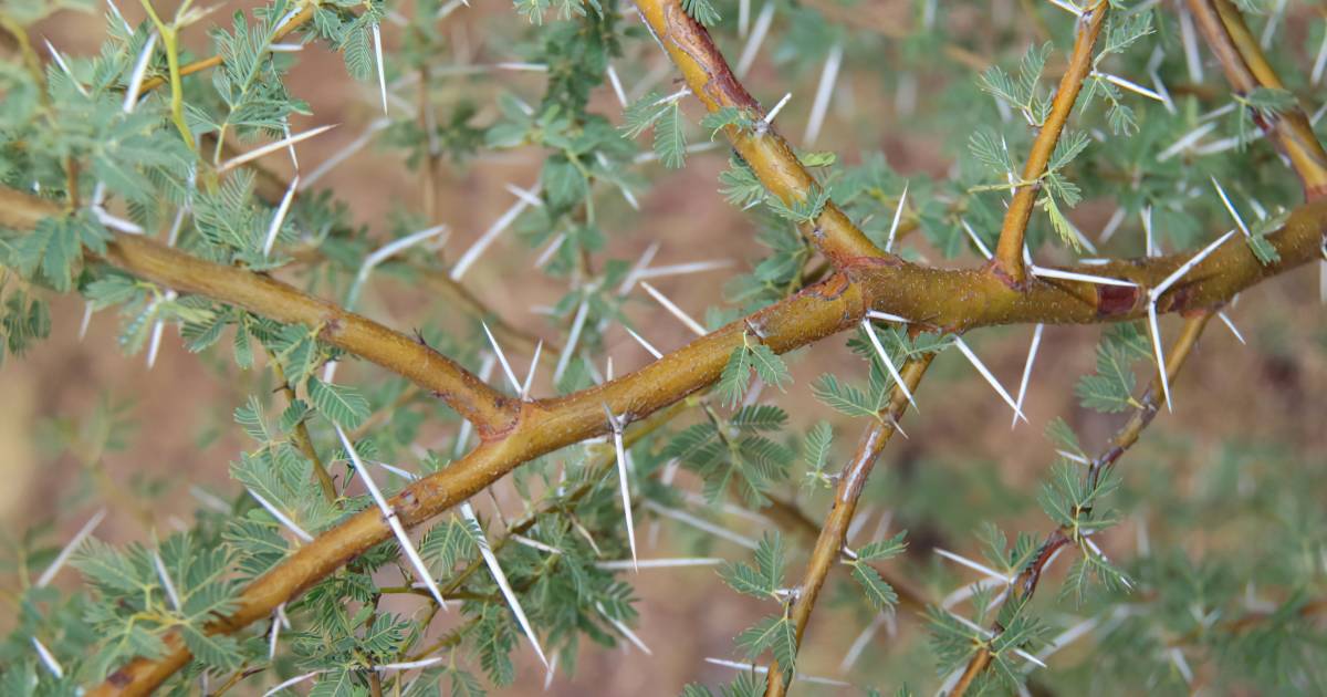 Prickly acacia weapon approved in ‘world first’ | Queensland Country Life