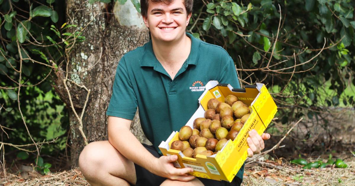 North's gold kiwifruit harvest wraps up