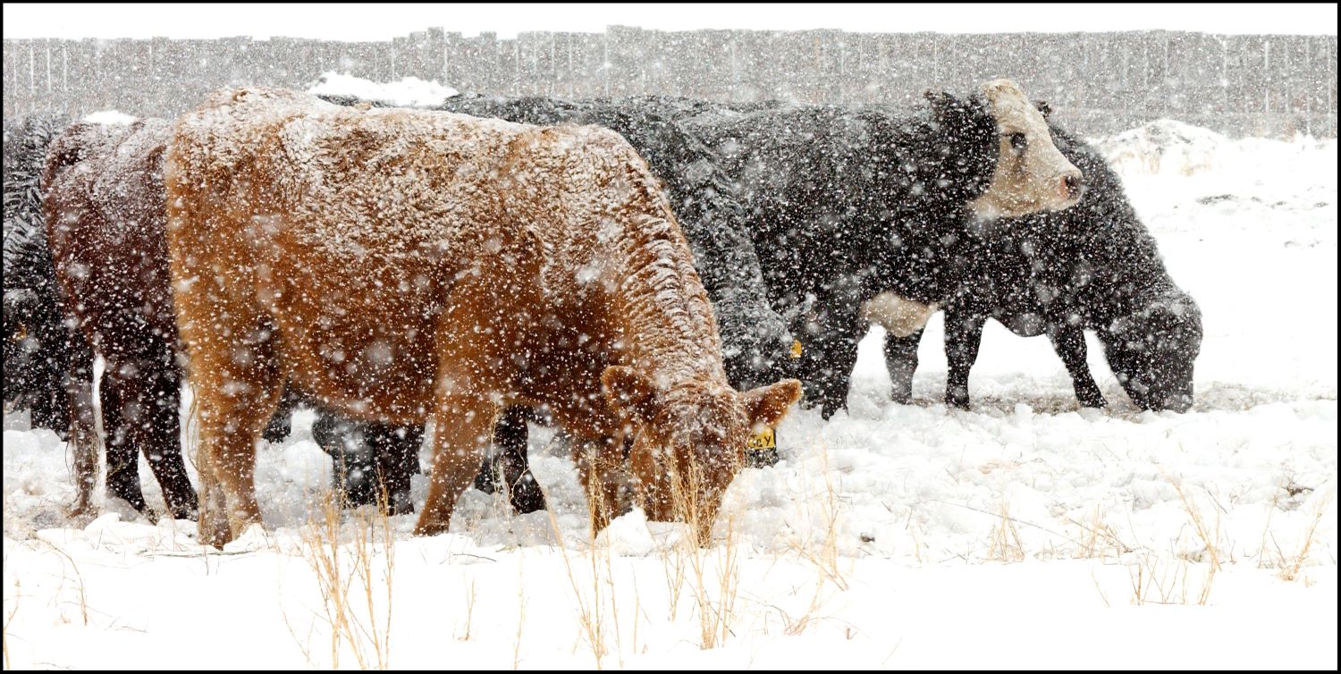 Critical cold considerations for cattle