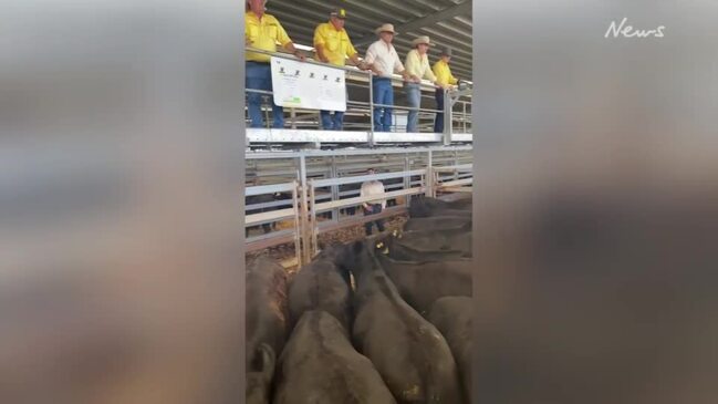 Wodonga weaner sale