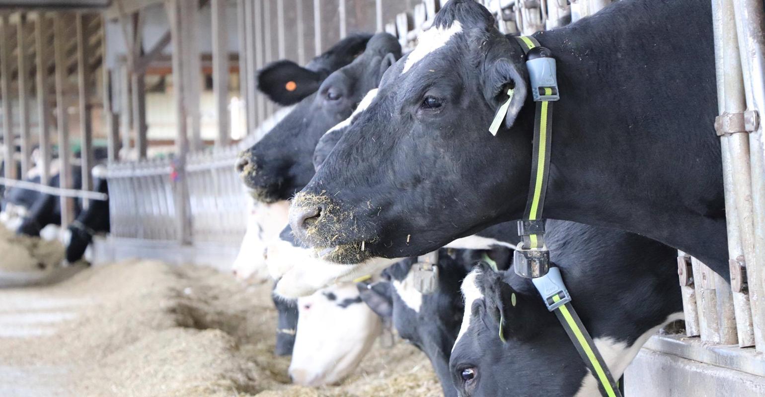 Beef and dairy industries must cooperate for success