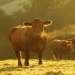 Tackling a life-changing moment | Beef Magazine