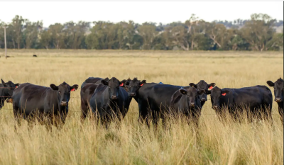 Cutting costs and emissions in beef production