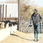 Chickpea values climb above $500 a tonne