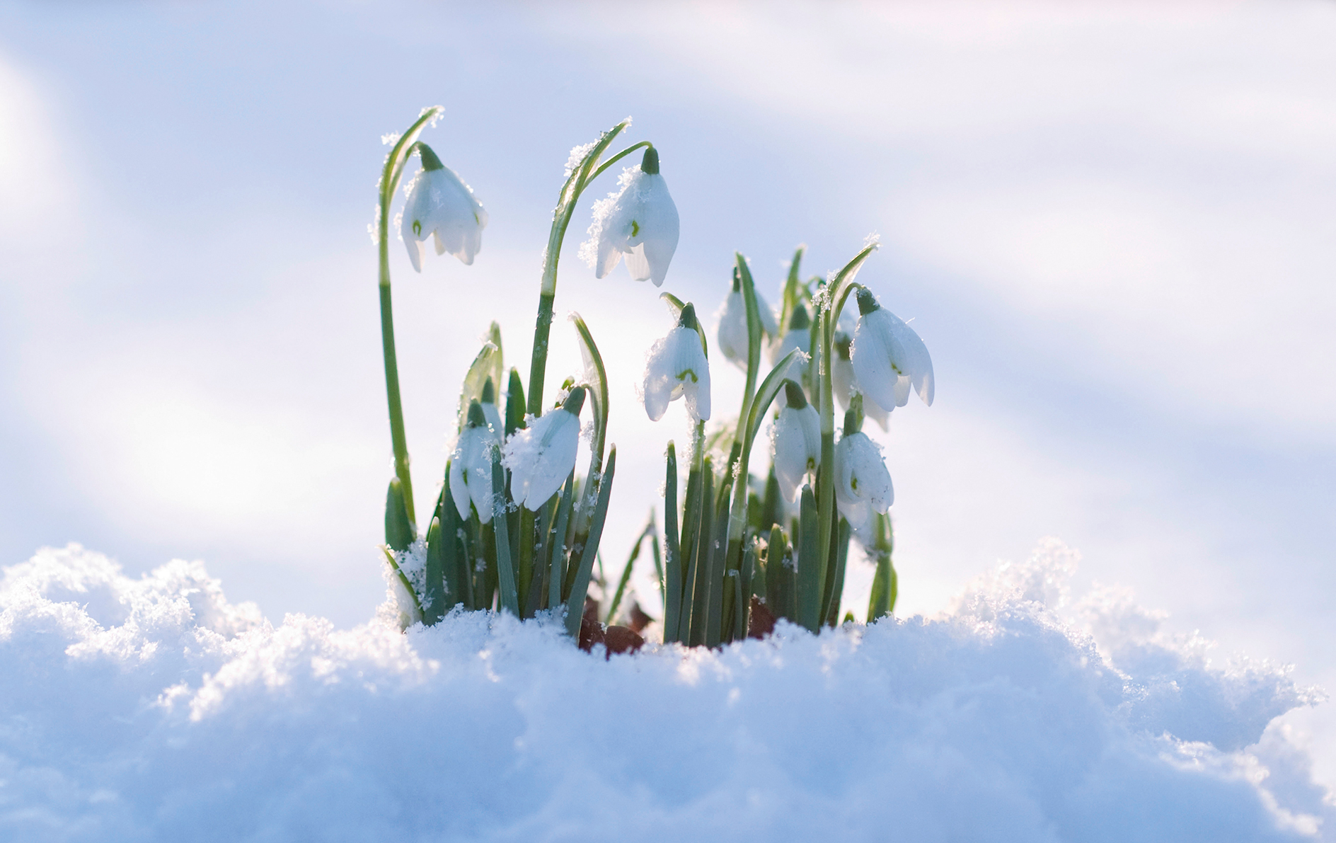 In search of a mutant snowdrop