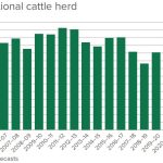 Robot dingo built by James Cook University’s Area 61 for cattle research | North Queensland Register