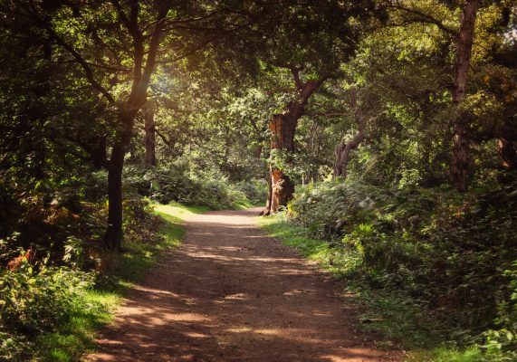 Sherwood Forest, Nottinghamshire: The story of Robin Hood’s woods