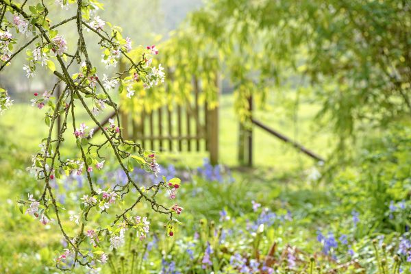 Your month-by-month checklist of what to do in the garden and when in 2022