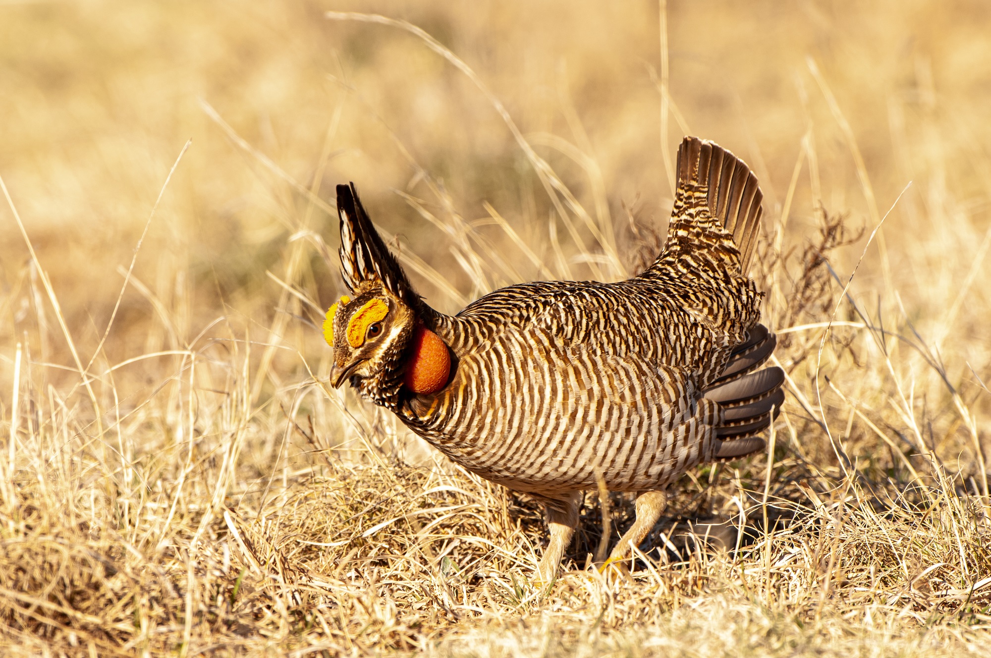 Groups file lawsuit to overturn lesser prairie chicken listing