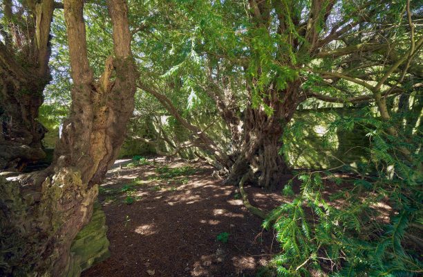 The Fortingall Yew, the Scottish tree which was already 3,000 years old when Christ was born