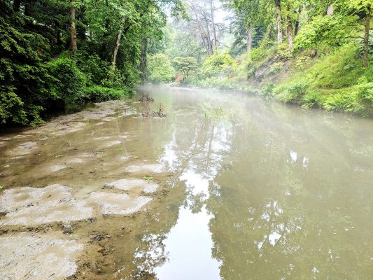 John Lewis-Stempel: Glimmers of Nature’s beauty, even amid a month-long downpour