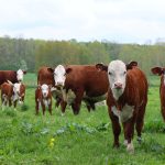 Questions swirl around direction of heifer market | Prime market update