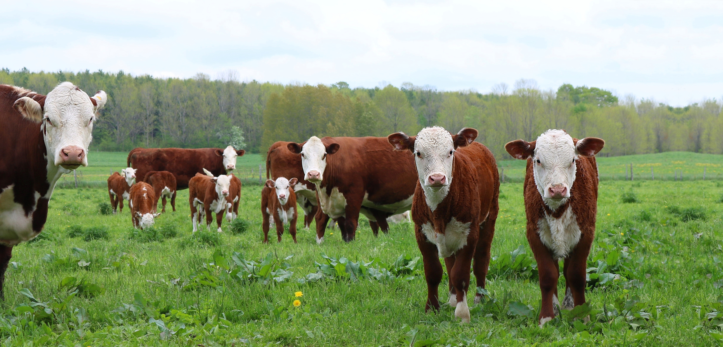 Hereford feedout numbers climb | Beef Magazine