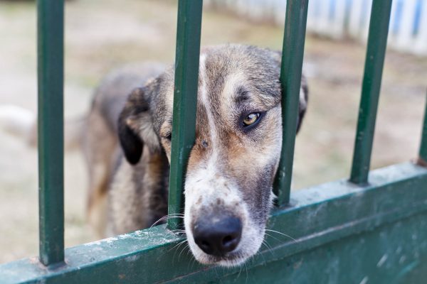 How to help a dog that’s spent most of its life chained up, by top trainer Ben Randall