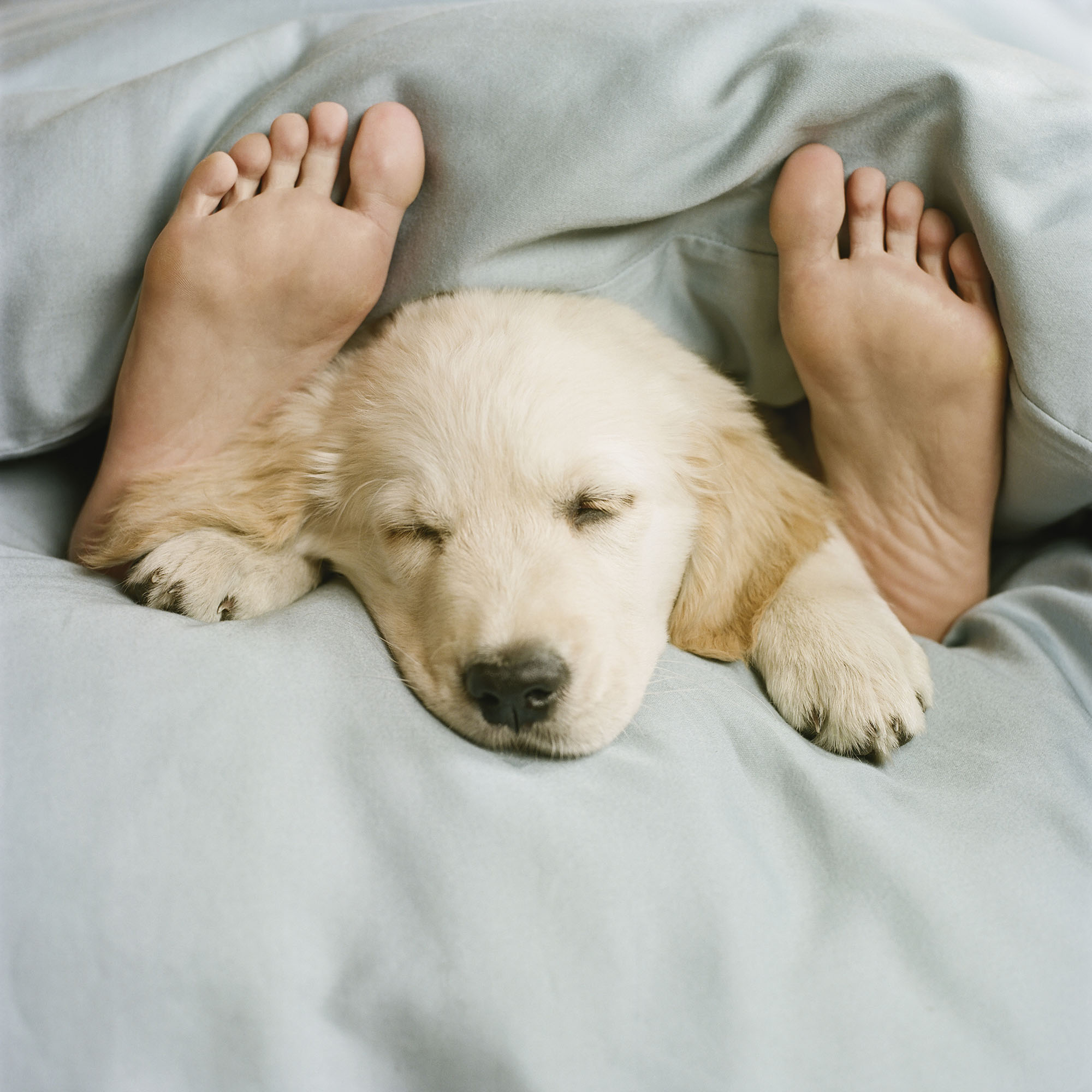 Should you let your dog sleep in your bed? Expert trainer Ben Randall shares his advice