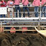 Angus cross weaner steers sell to $1710/head at Toogoolawah store sale | Queensland Country Life