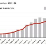 Lightweight yearling steers returning to the paddock make 550c, average 458c at Dalby | Queensland Country Life