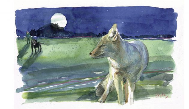 John Lewis-Stempel: The night Plum and I found the real ‘Star of Wonder, Star of Night’