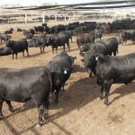 Steers top at $1811 at WALSA Boyanup weaner sale | Farm Weekly