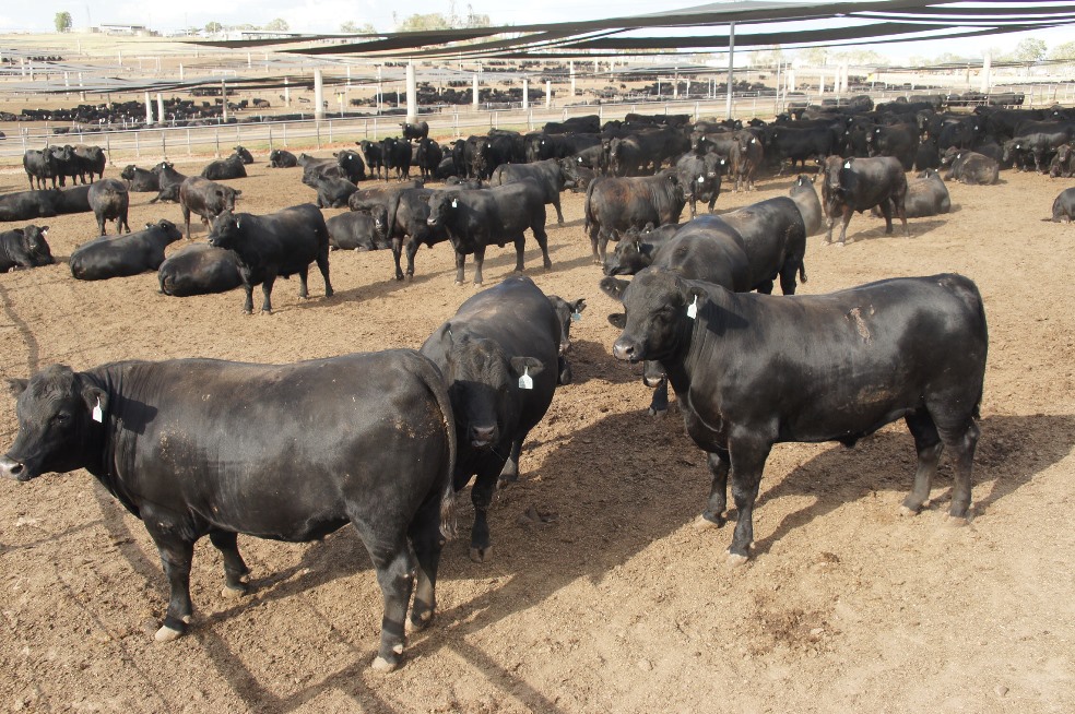 New year feeder cattle prices show further sharp decline