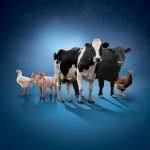 Cattle markets in 2023 and cattle on feed update