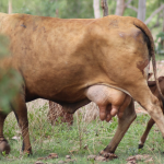 Bill Gates, Twiggy invest in methane-reducing feed additive company