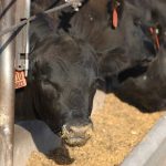 Malt barley premiums slump