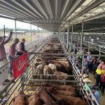 Roebuck Export Depot donates $30,000 worth of hay to Kimberley cattle producers