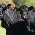 Strong counter-seasonal market | Beef Magazine