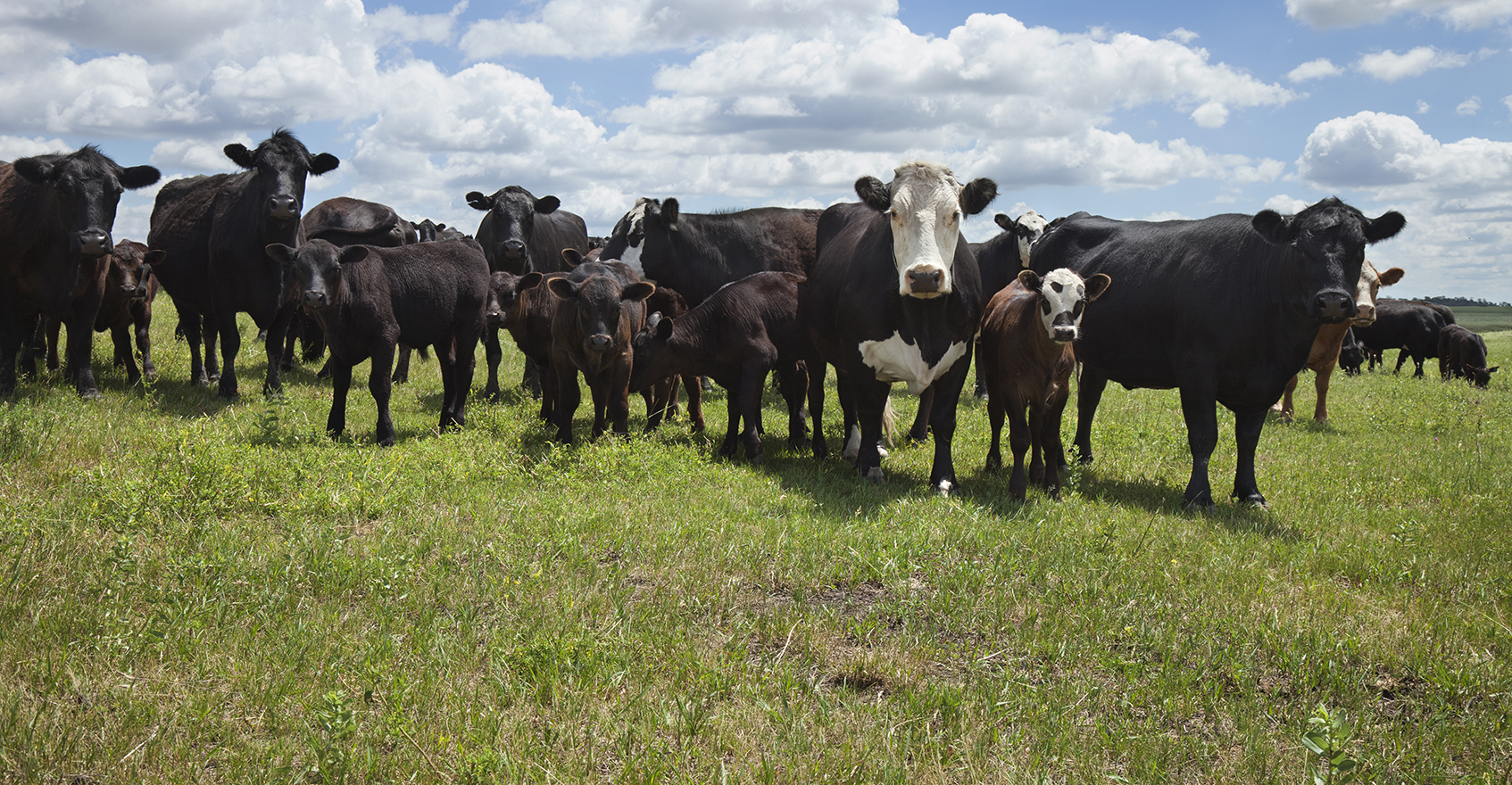 Managing price risk for cow-calf producers