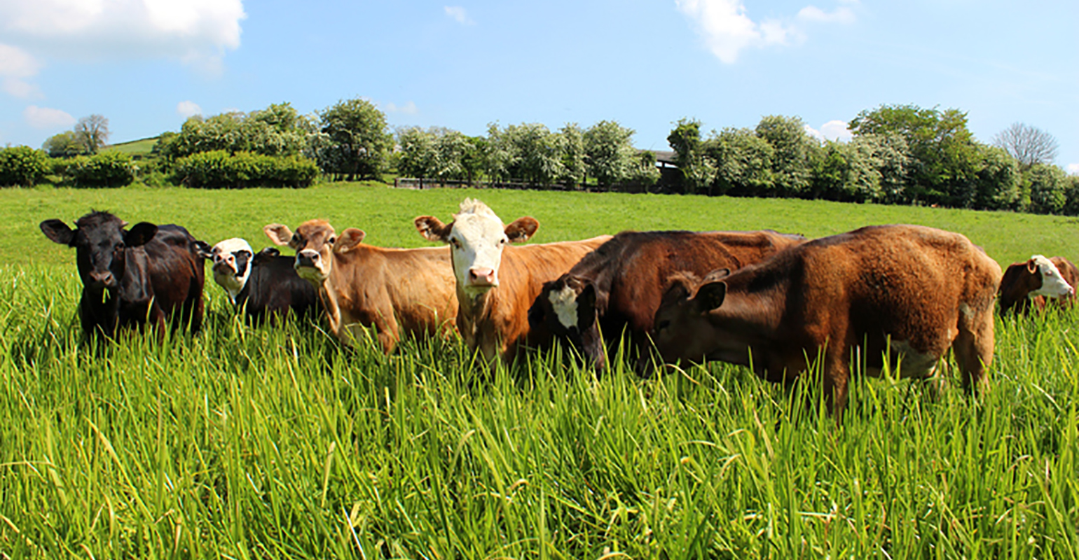 Cattle producers’ custom harvest agreement checklist