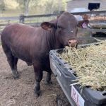 Steers top at $1811 at WALSA Boyanup weaner sale | Farm Weekly