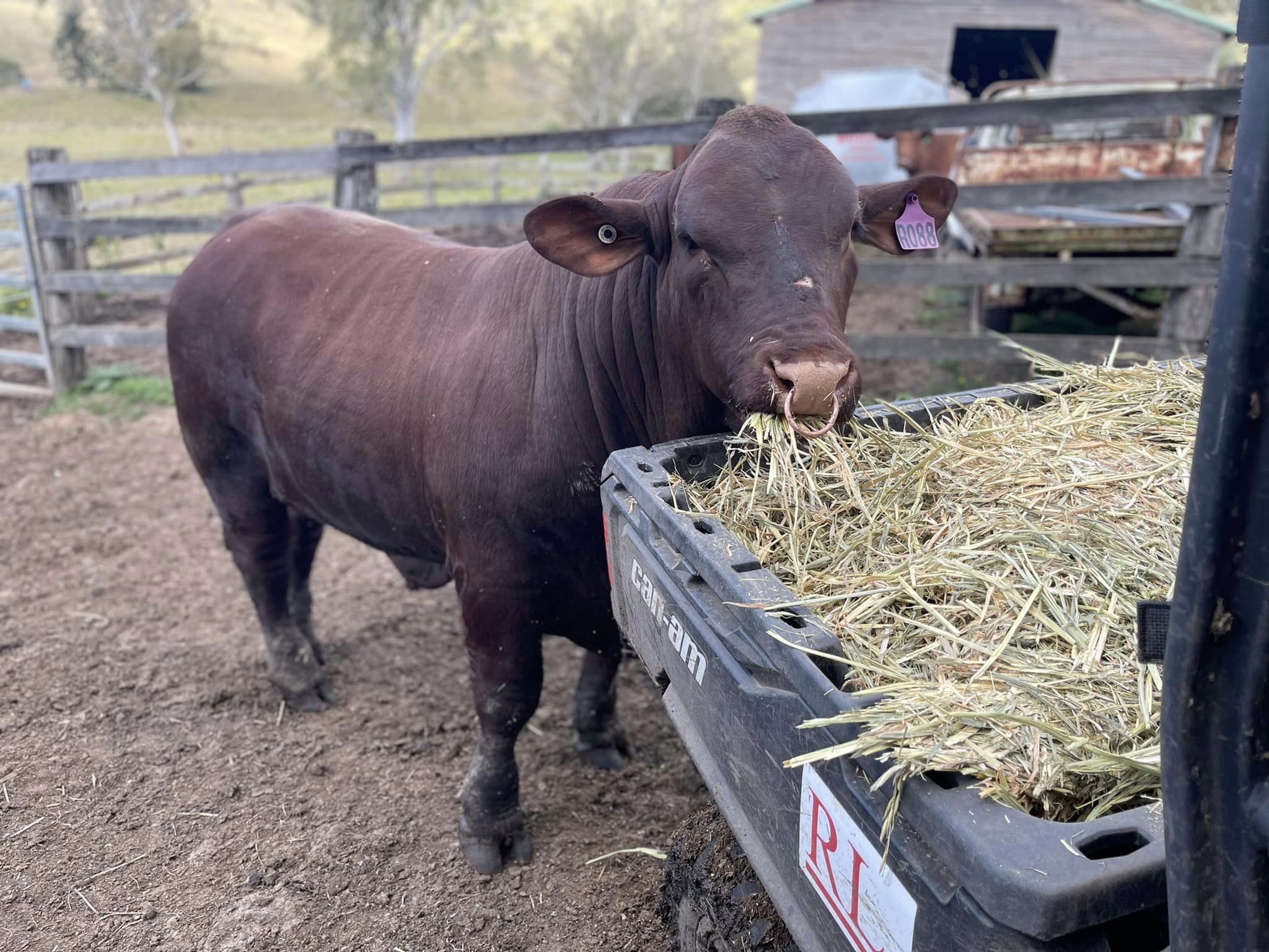 Free webinar on changes to livestock branding and earmarks in Qld