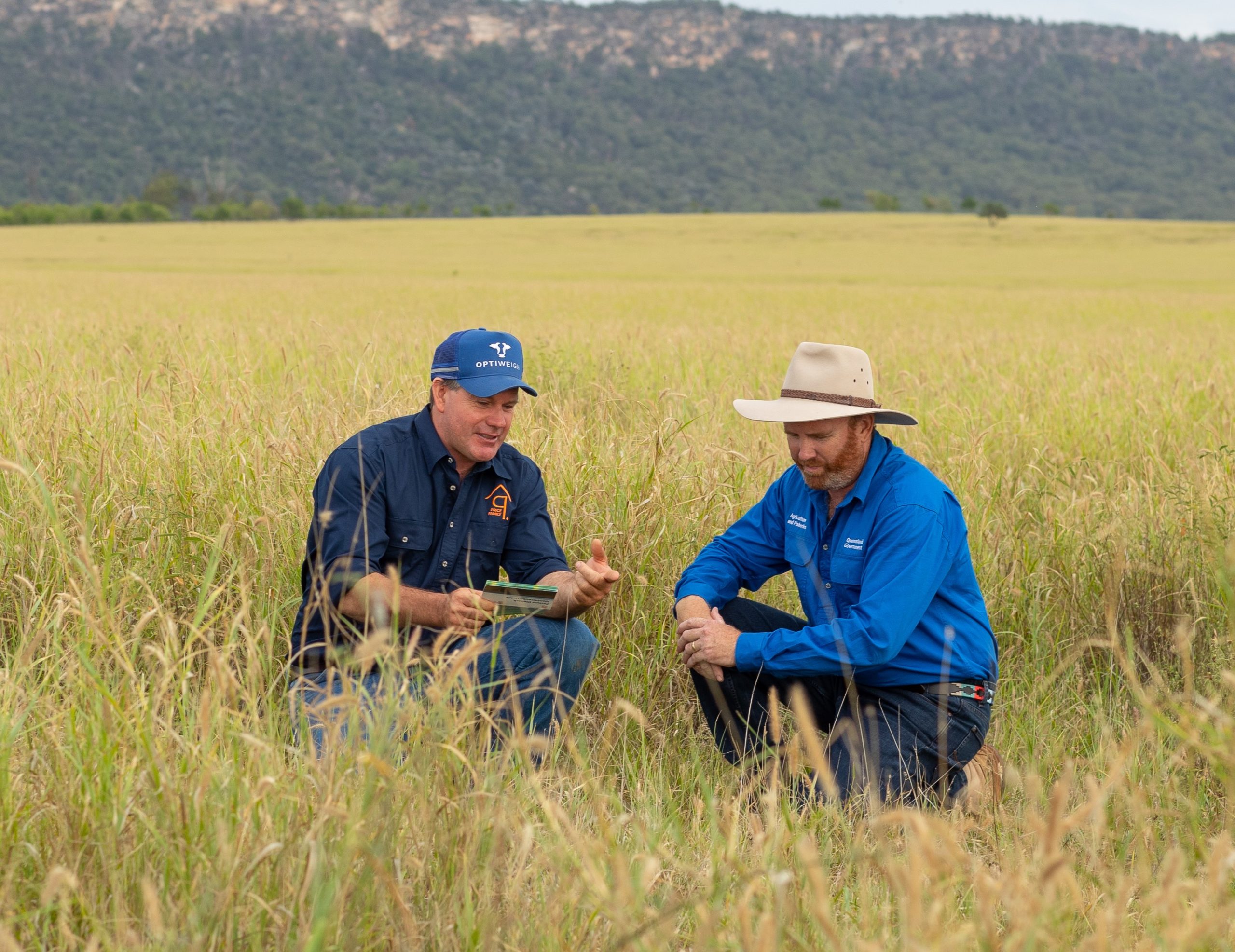 Be alert for pasture dieback