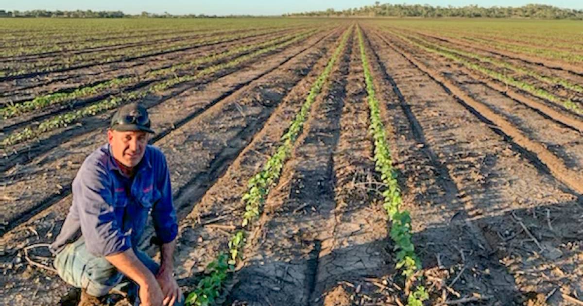 'Dream start' for dryland cotton growers in CQ