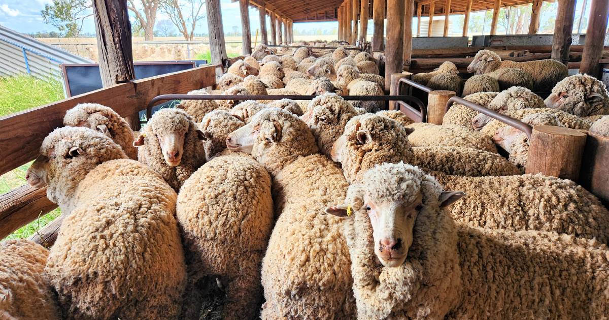 Smith family keeps Merino tradition alive at St George | Queensland Country Life