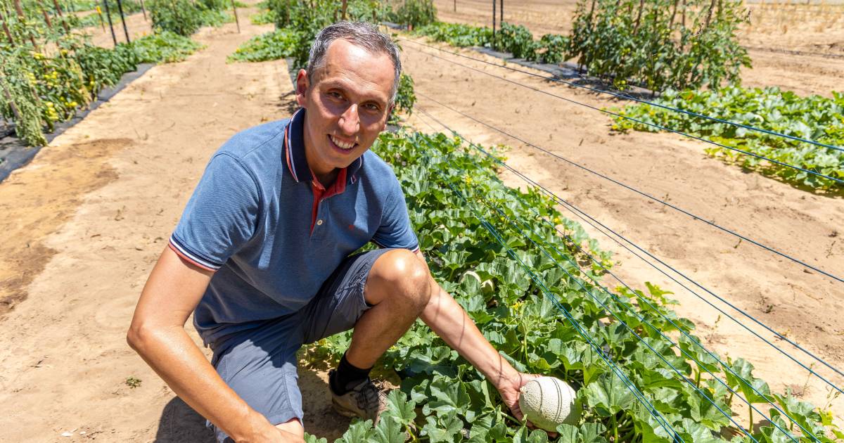 DPIRD looks at new ways to irrigate horticulture crops | Farm Weekly