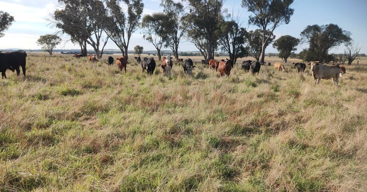 Extend green feed into summer months