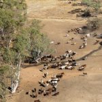 Farmers bemused as waterways seen 'bubbling' with spawning carp