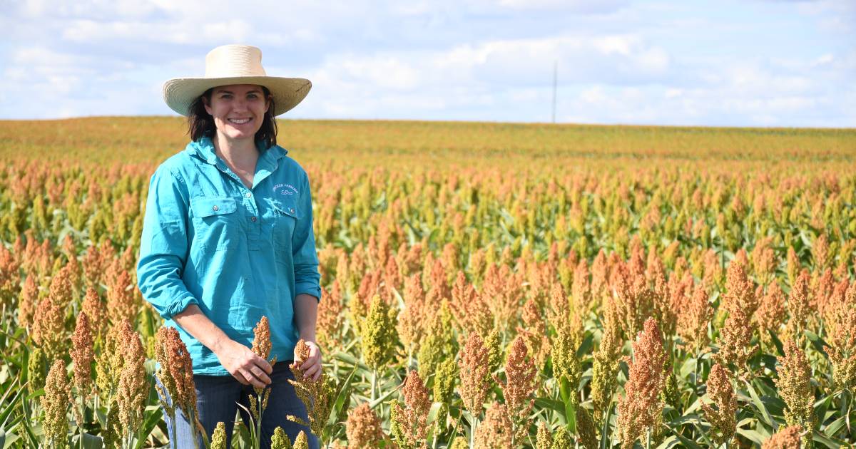 Summer sorghum in full swing in south-west