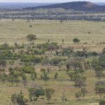 Northern Angus Feeder Steer index launched