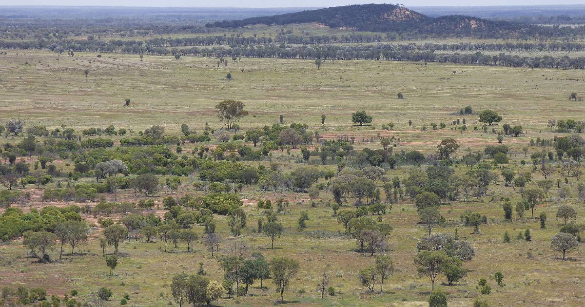 Buffel grass grazing country opportunity | Video