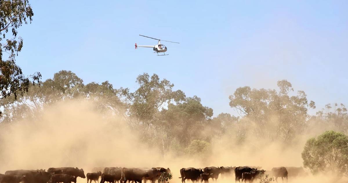 Incredible images capture summer branding at Hamilton Park Wagyu