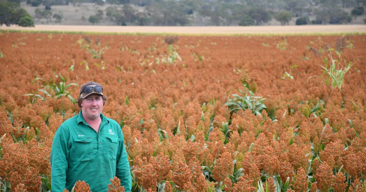 Bell’s Barron family gear up for cracking summer crop | Queensland Country Life