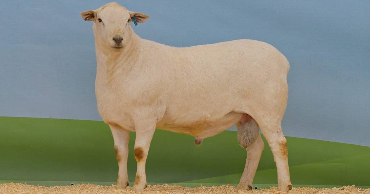 Revealed: Australia's top 10 terminal and maternal ram studs of 2022