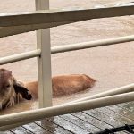 Eidsvold market eases