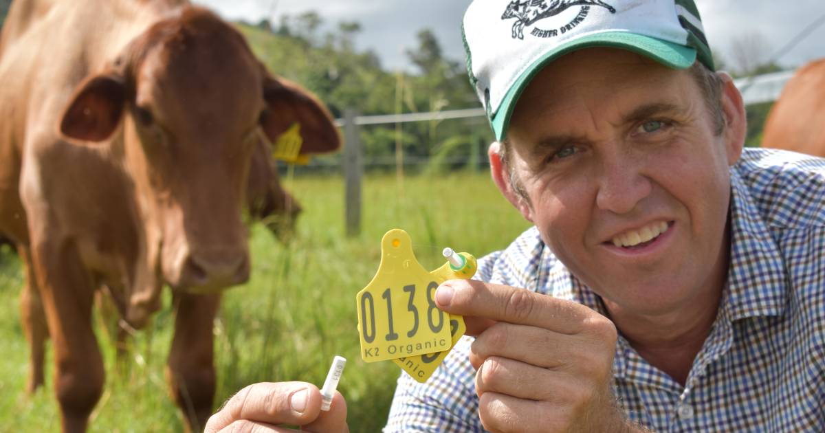 Tissue sampling tags power up Queensland beef business | Queensland Country Life