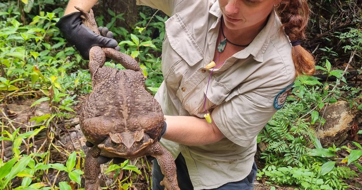 'Monster' cane toad removed from National Park