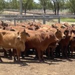 Why new dam could turn Lackland into north's food bowl